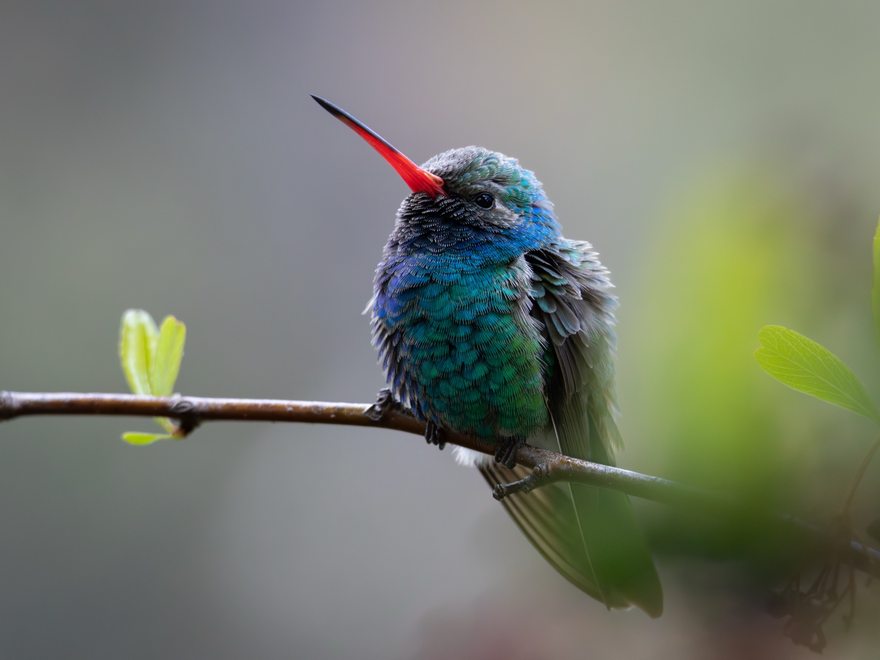 A male Broad-billed Hummingbird perched on a branch