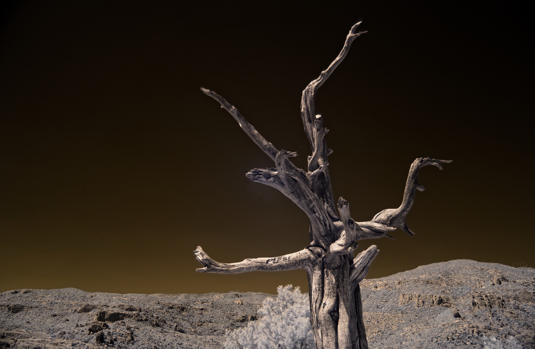 A weathered dead tree against a dark sky, infrared
