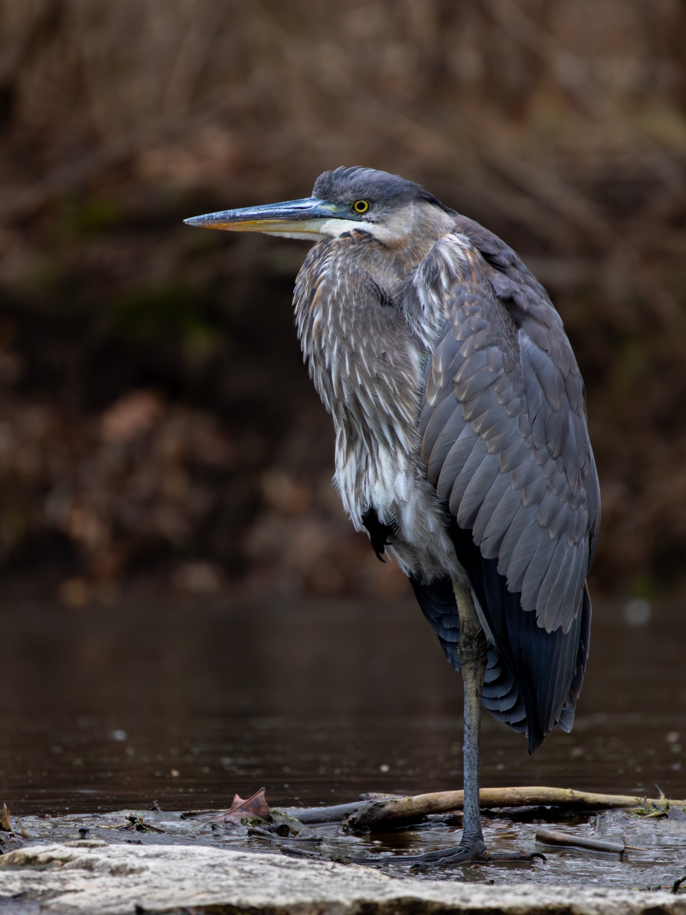 A Great Blue Heron standing at the edge of a stream
