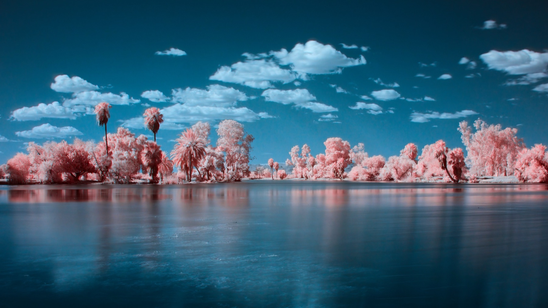 Lakeside trees reflected in still water, infrared