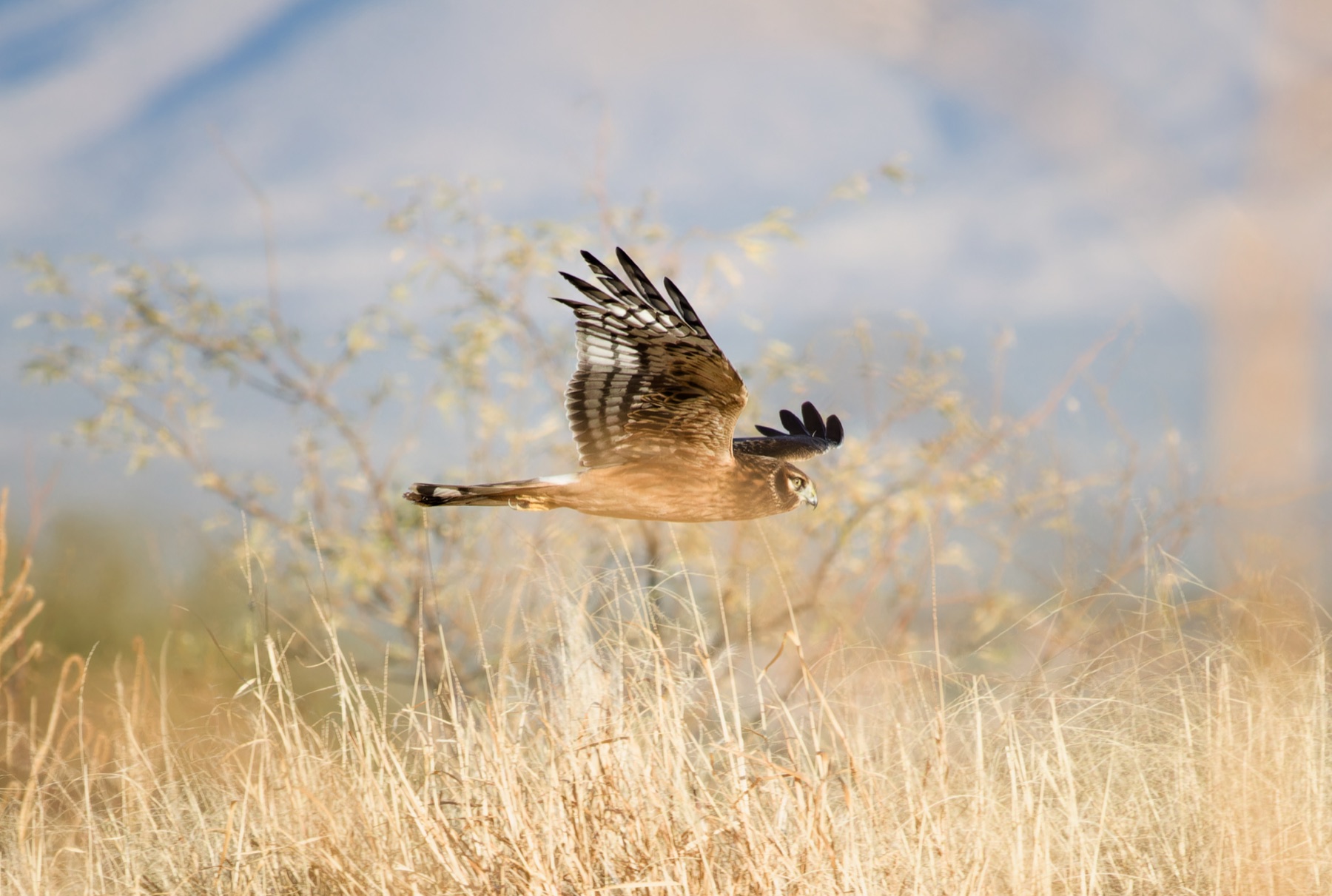 A Northern Harrier gliding low over golden grass