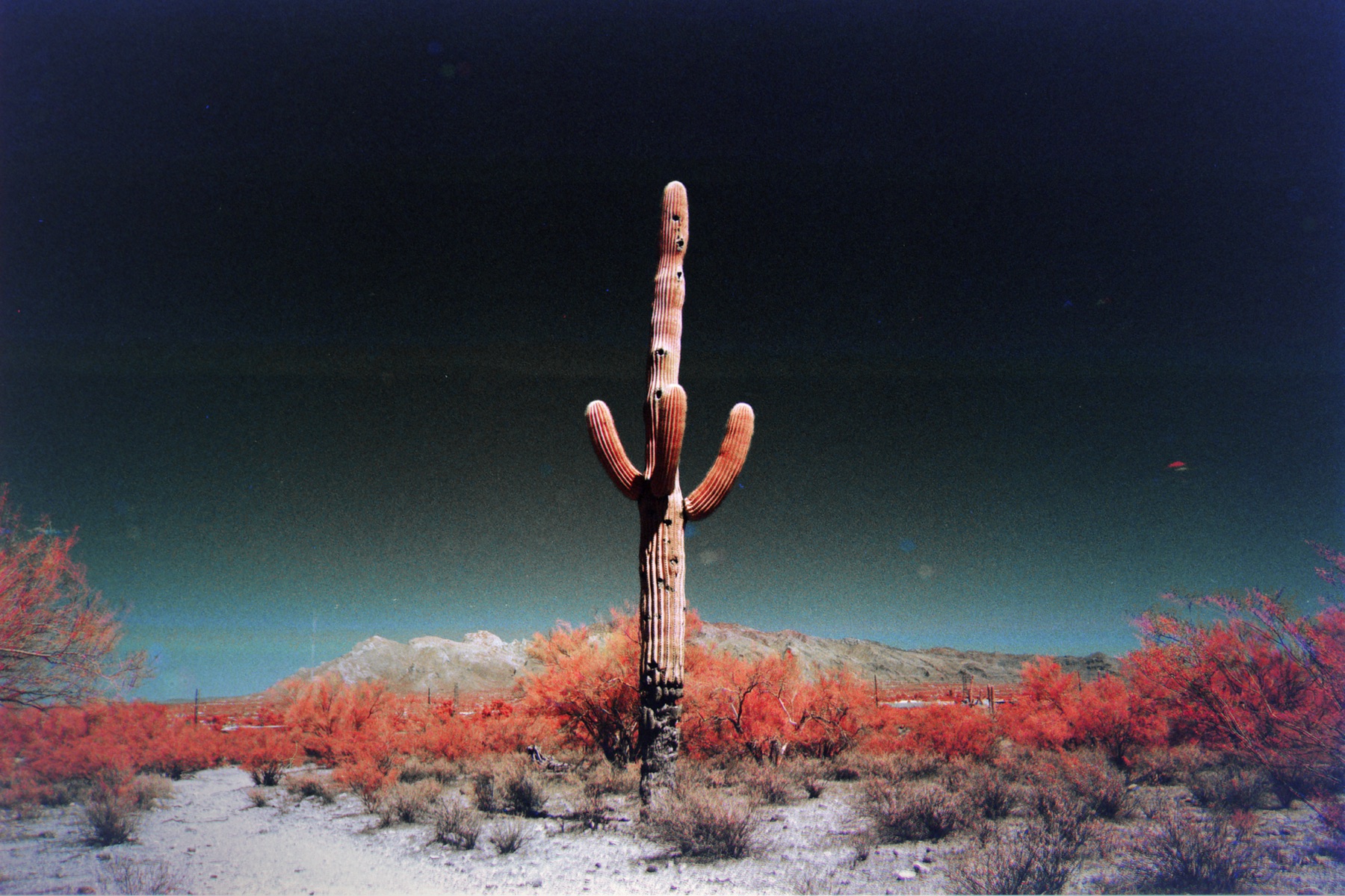 A lone saguaro cactus in the desert, infrared